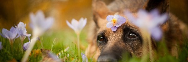 Pies, Oczy, Psie, Krokusy, Kwiaty