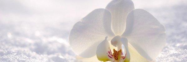 Śnieg, Kwiat, Biały, Orchidea, Storczyk