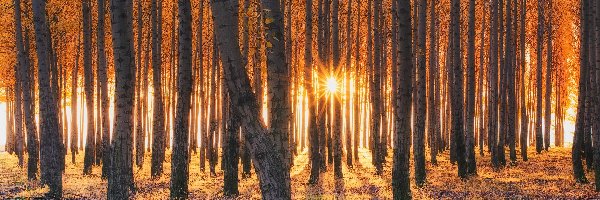 Przebijające światło, Szkółka leśna Boardman Tree Farm, Topole Pacific albus, Stan Oregon, Stany Zjednoczone, Jesień, Las