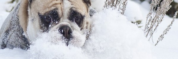 Zima, Śnieg, Pies