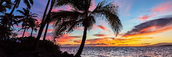 Hawaje, Morze, Maui, Palmy, Zachód słońca
