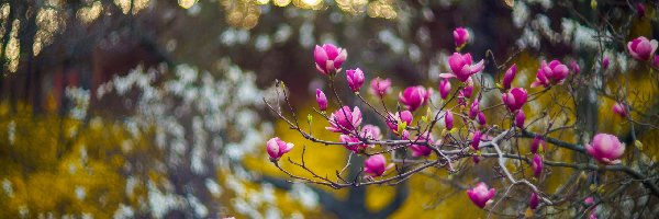 Kwiaty, Gałąź, Magnolia