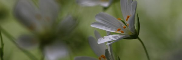 Kwiaty, Białe, Rogownica