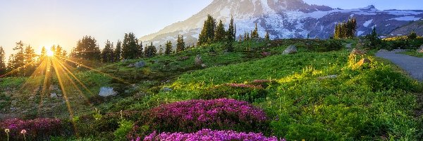 Stan Waszyngton, Góra, Promienie słońca, Łąka, Szczyt Mount Rainier, Stany Zjednoczone, Kwiaty, Park Narodowy Mount Rainier