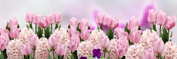 Kwiaty, Hiacynty, Różowe, Bratki, Tulipany
