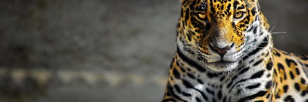 Jaguar, Leżący