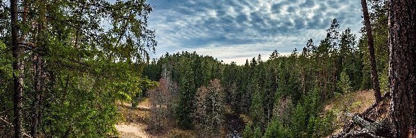 Rzeka Ūla, Korzenie, Drzewa, Litwa