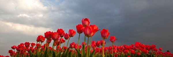 Uprawa, Tulipany, Czerwone