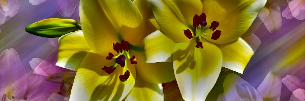 Lilie, Grafika, Żółte, Kwiaty