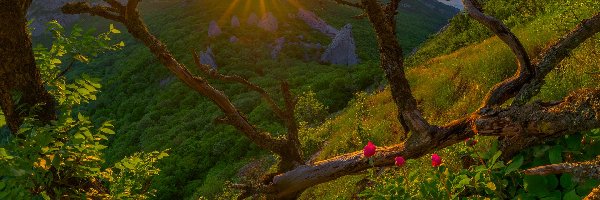 Ukraina, Promienie słońca, Góry Krymskie, Kwiatki, Drzewa