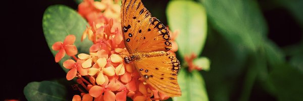 Motyl, Kwiatuszki, Pomarańczowe, Piękny