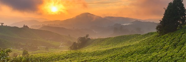 Chmury, Mgła, Drzewa, Plantacja herbaty, Wzgórza, Malezja, Stan Pahang, Wschód słońca, Cameron Highlands