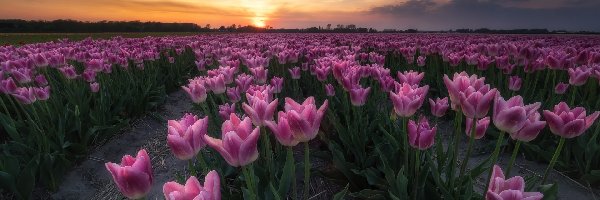 Zachód słońca, Tulipany, Plantacja, Wiosna