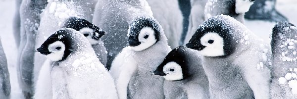 Pingwiny, Młode
