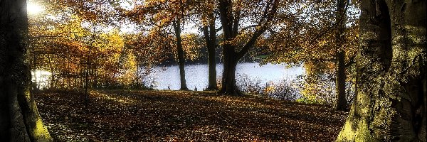 Jesień, Przebijające światło, Drzewa, Park, Woda