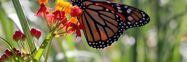 Motyl, Kwiatki, Monarch, Lato, Ogród