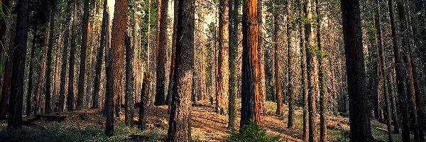 Kalifornia, Mariposa Grove of Giant Sequoias, Sekwoje, Drzewa, Dolina Yosemite Valley, Stany Zjednoczone, Las, Park Narodowy Yosemite