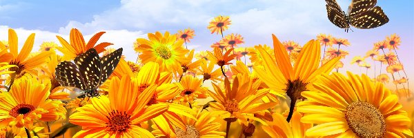 Kwiaty, Niebo, Motyle, Żółte