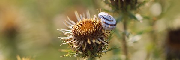 Muszelka, Roślinka, Sucha