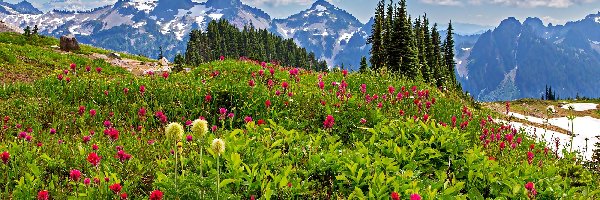 Stany Zjednoczone, Park Narodowy Mount Rainier, Stan Waszyngton, Łąka, Góry