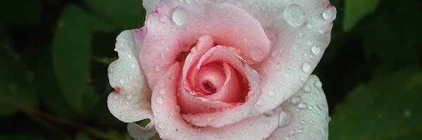 Róża, Kwiat, Przyroda