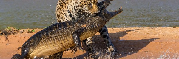 Pojedynek, Jaguar, Krokodyl