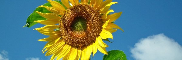 Słonecznik, Kwiat, Przyroda