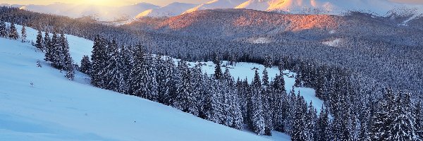 Las, Góry Karpaty, Drzewa, Wschód słońca, Zima, Ukraina