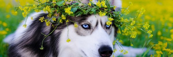 Husky, Kwiaty, Łąka, Siberian