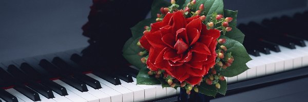 Bukiet, Kwiatów, Czerwonych, Fortepian