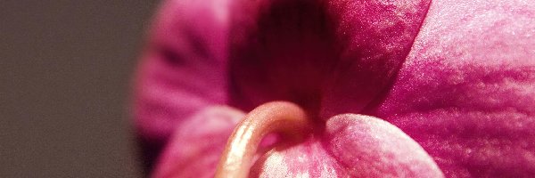 Makro, Orchidea, Różowa