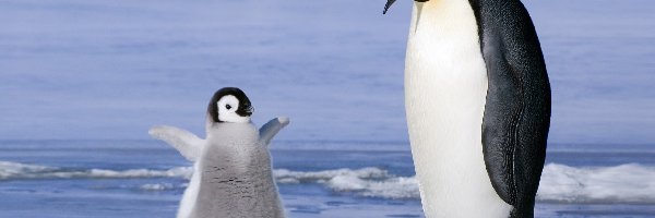Śnieg, Pingwiny cesarskie
