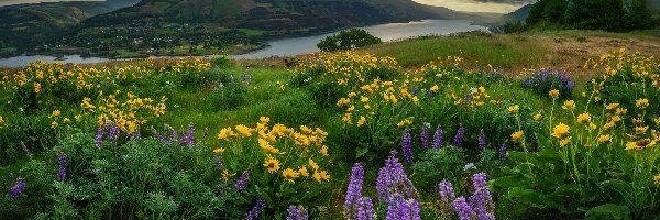 Rzeka, Łubin, Łąka, Wzgórza, Rezerwat przyrody Columbia River Gorge, Stany Zjednoczone, Stan Oregon, Kwiaty, Góry