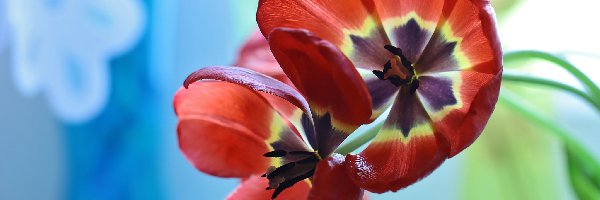 Rozwinięte, Kwiaty, Tulipany, Czerwone
