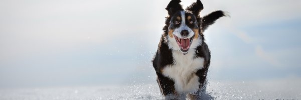 Bieg, Śnieg, Zima, Berneński pies pasterski