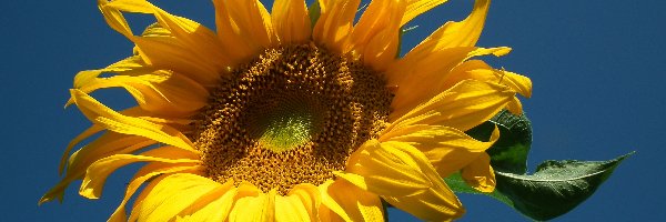Słonecznik, Kwiat, Przyroda