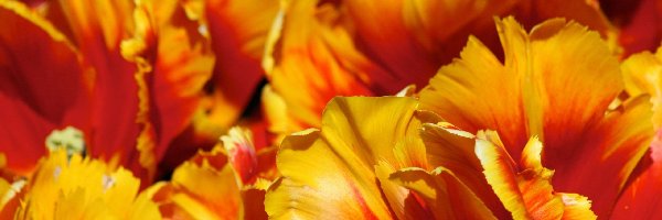 Pomarańczowo, Tulipany, Żółte, Płatki, Strzępiaste