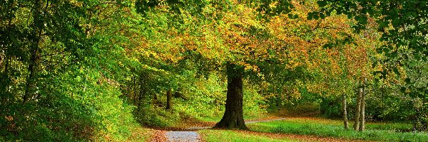 Park, Drzewa, Droga, Jesień