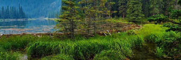 Las, Park Narodowy Denali, Jezioro Horseshoe, Trawy, Alaska, Stany Zjednoczone