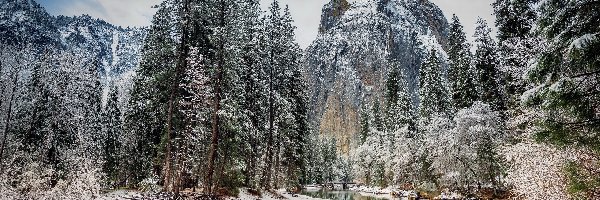 Świerki, Park Narodowy Yosemite, Zima, Stan Kalifornia, Stany Zjednoczone, Góry, Rzeka