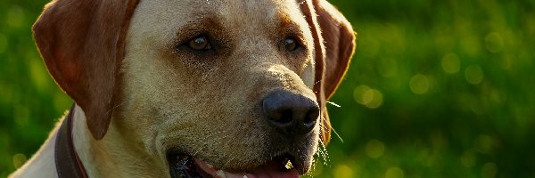 Obroża, Labrador retriever, Pies