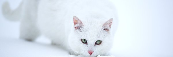 Śnieg, Kot, Biały