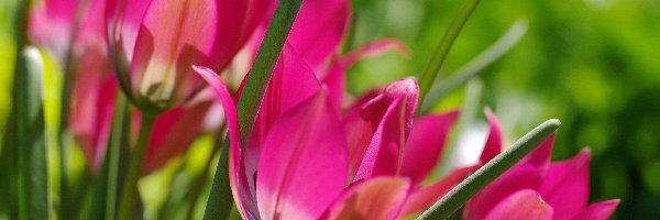 Wiosna, Różowe, Tulipany
