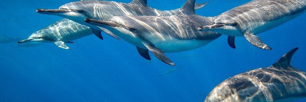 Delfiny, Morze