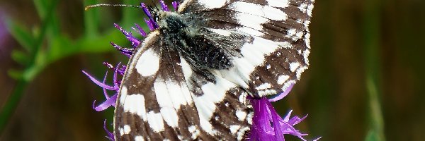 Skrzydła, Motyl, Siedzący