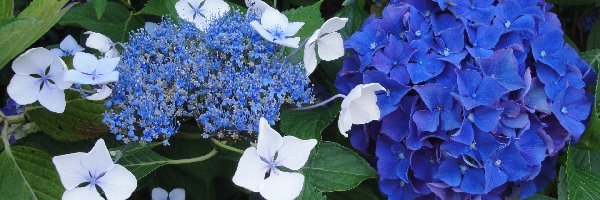 Ogród, Kwiaty, Niebieskie