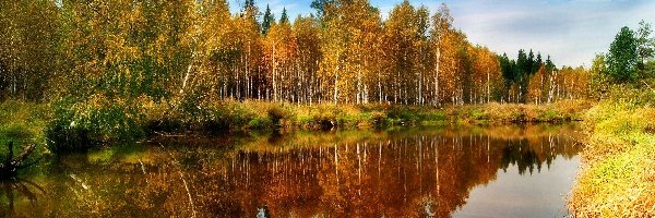 Drzewa, Trawy, Rzeka, Jesień