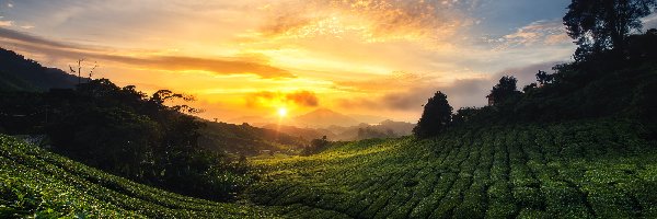 Cameron Highlands, Malezja, Stan Pahang, Wschód słońca, Plantacja