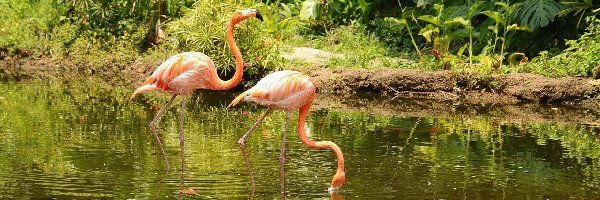 Jezioro, Flamingi
