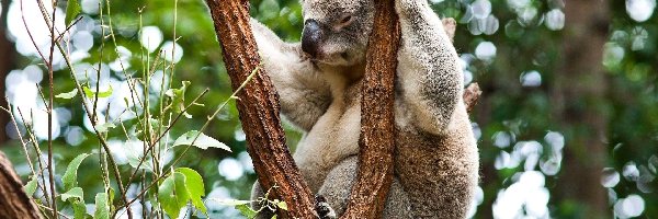 Koala, Miś, Śpiący